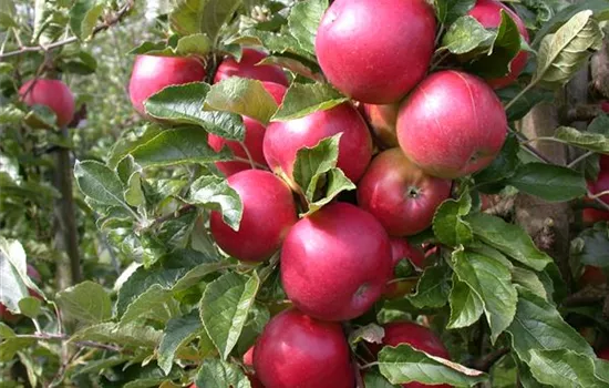 Obstbäume veredeln – frische neue Früchte