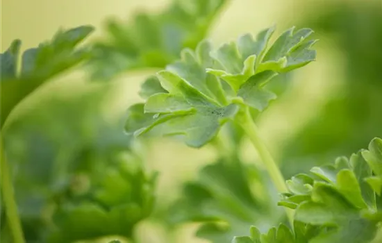 Urban Gardening – frische Kräuter für den Balkon