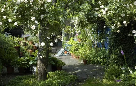 Kletterpflanzen im Garten - hoch hinaus und noch viel weiter!