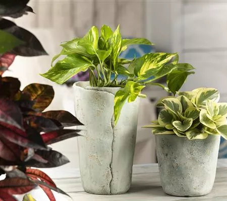 Efeutute - unkompliziert und anfängerfreundlich