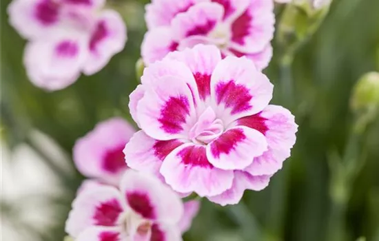 Dianthus – symbolträchtige Nelken