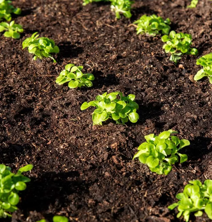Gewöhnlicher Feldsalat