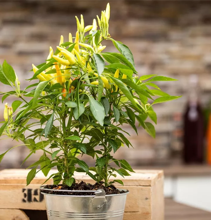 Mini-Chili 'Paprikanos'