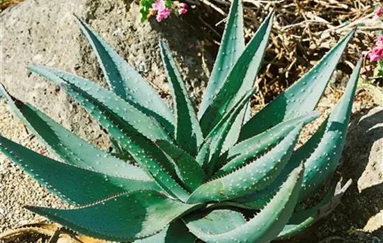 Aloe