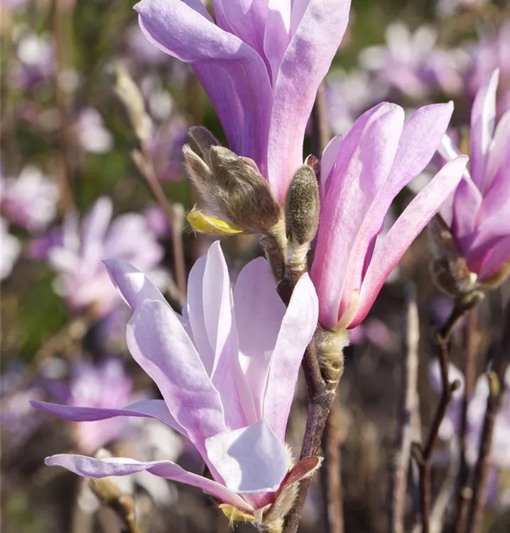 Niedrige Magnolie 'Susan'