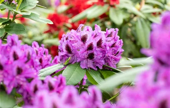 Die schönsten Begleitpflanzen für Rhododendren im Garten