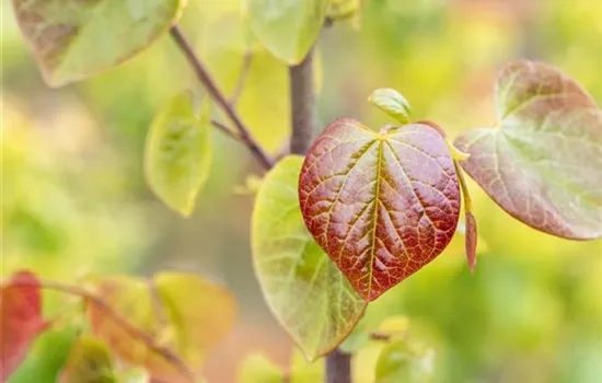 Gartengestaltung mit Laubgehölzen – So strahlt der Garten in allen Farben