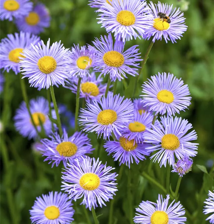 Kissen-Aster