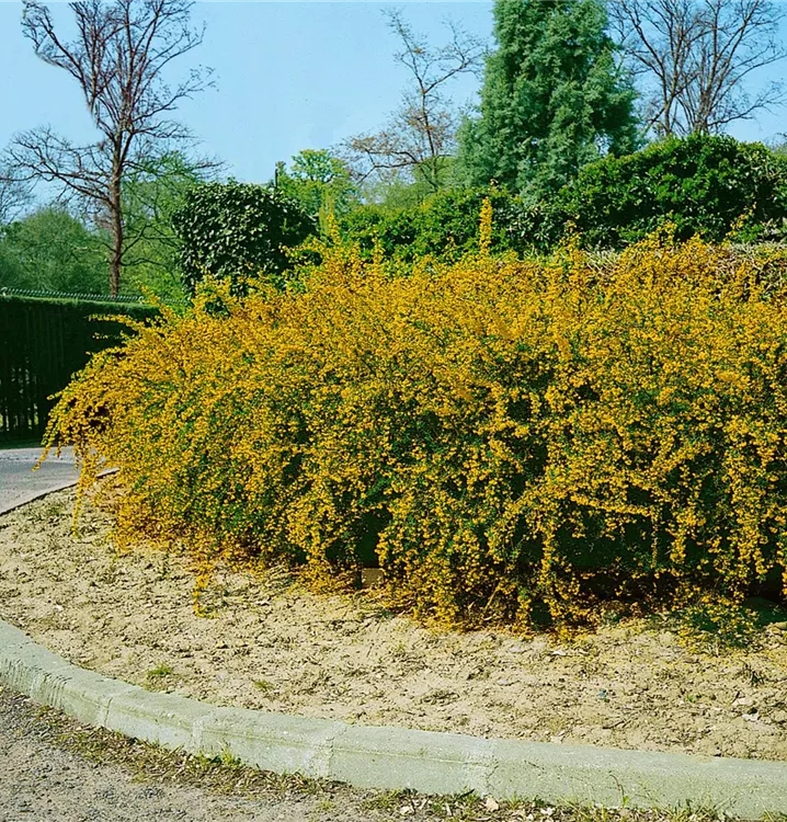 Schmalblättrige Berberitze