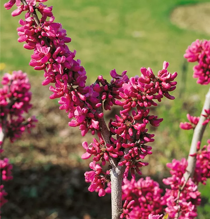 Chinesischer Judasbaum