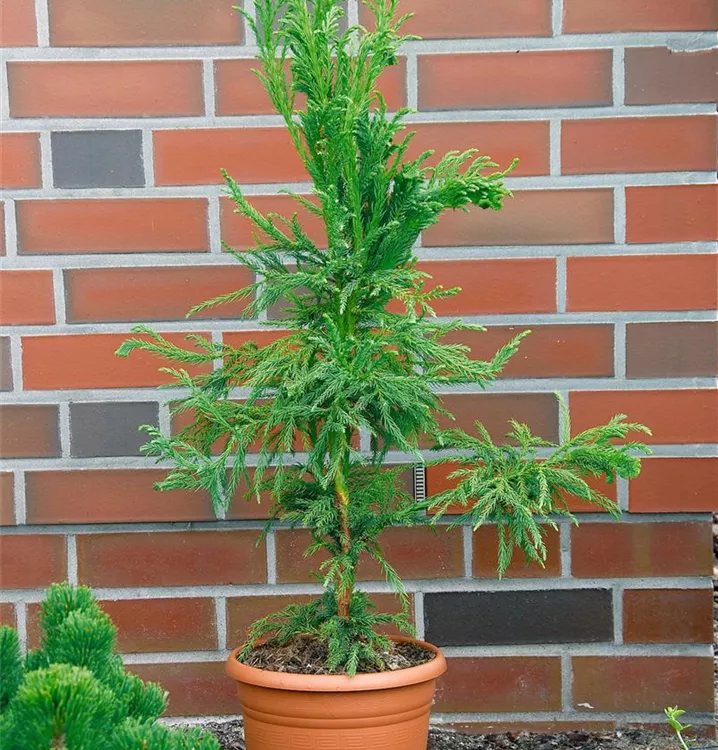 Hahnenkamm-Sicheltanne 'Cristata'