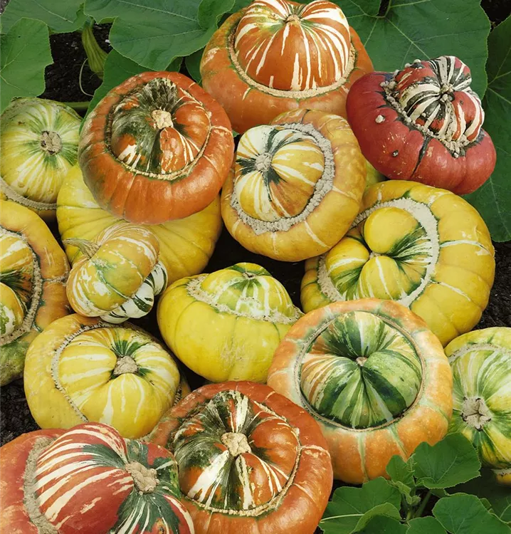 Kürbis 'Bischofsmütze'