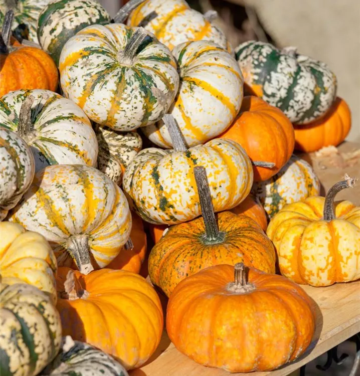 Zierkürbis 'Dornenkronen'