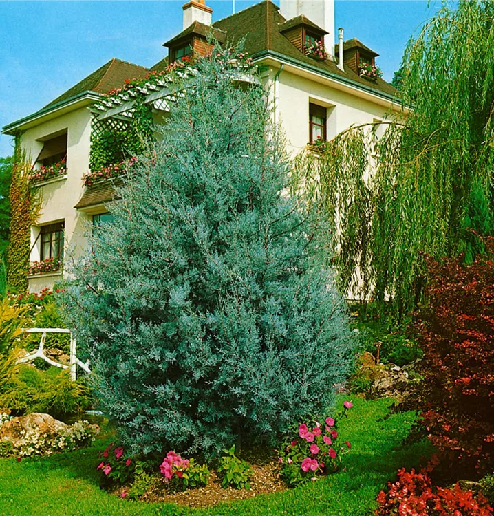 Blaue Arizona-Zypresse 'Glauca'