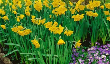 Zum Vergrößern klicken Bildvorschau