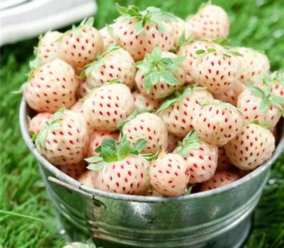 Erdbeere 'Pineberry'