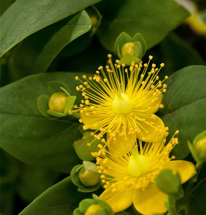 Johanniskraut 'Magical'