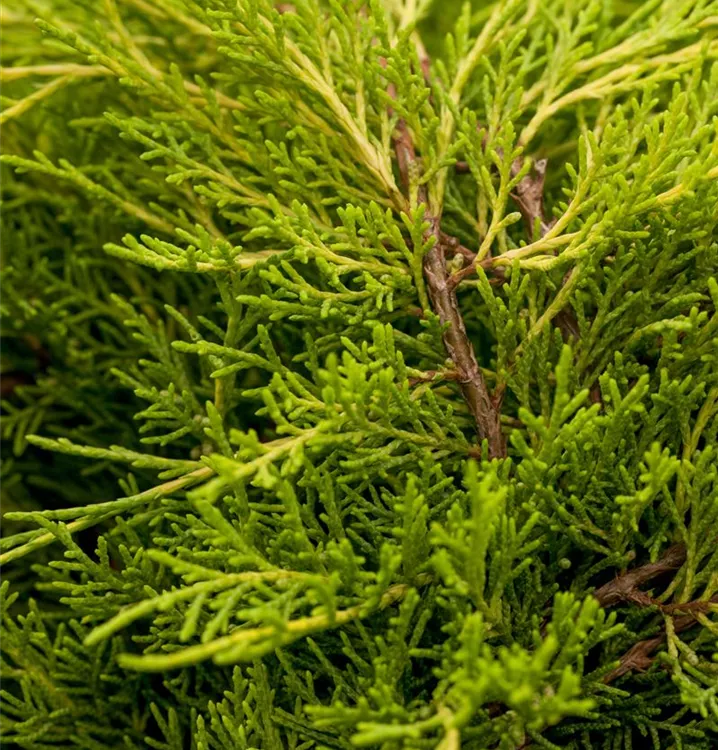 Chinesischer Wacholder 'Old Gold'