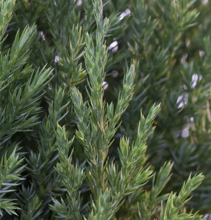 Blauer Kegel-Mooswacholder 'Stricta'