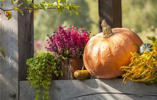 Herbstliche Dekoration im Kürbis