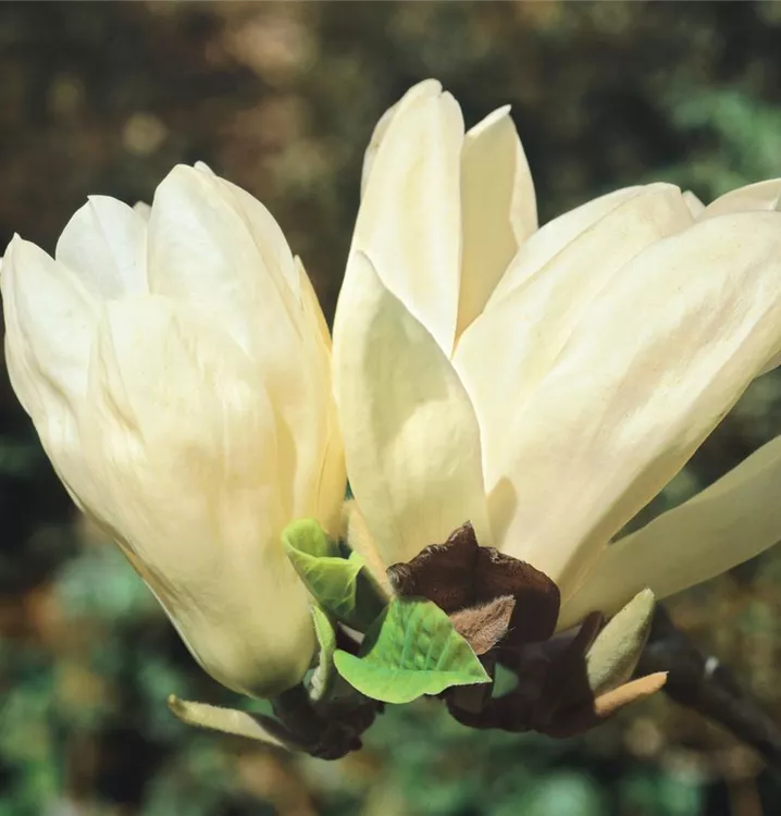Sommergrüne Yulan-Magnolie