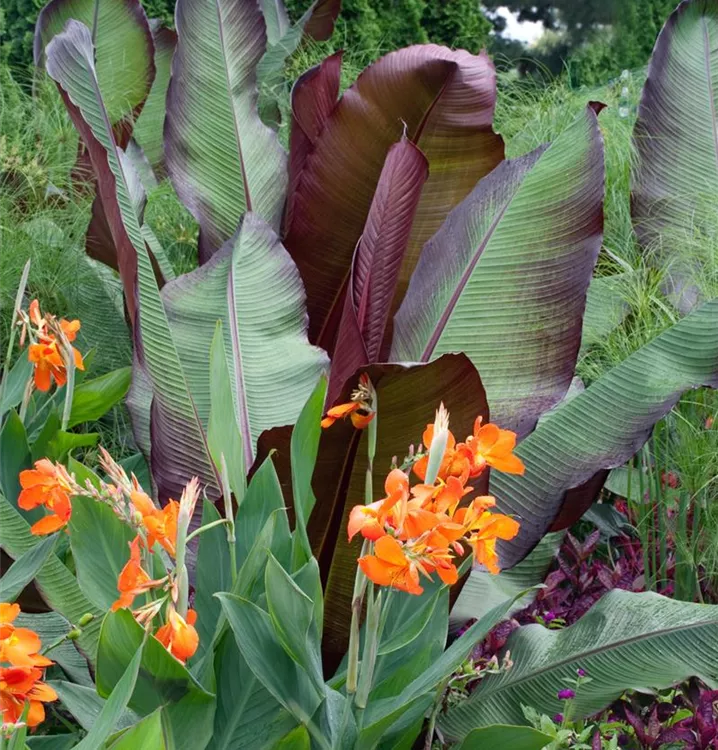 Indisches Blumenrohr