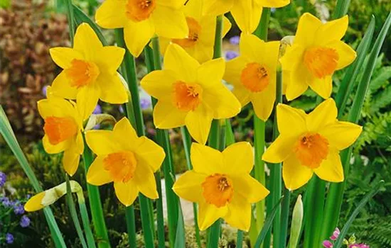 Narzisse 'Akita' Narzisse 'Akita'