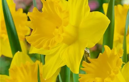 Narzisse 'Braga' Narzisse 'Braga'