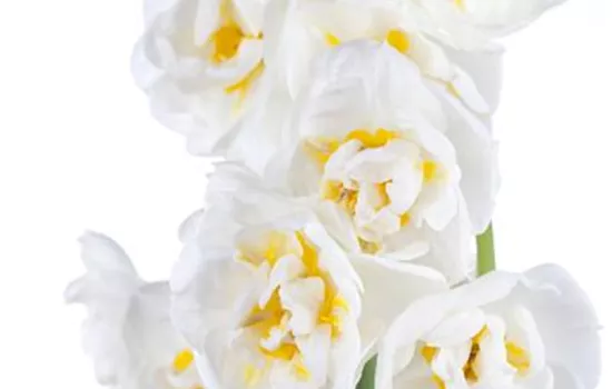 Narzisse 'Bridal Crown' Narzisse 'Bridal Crown'