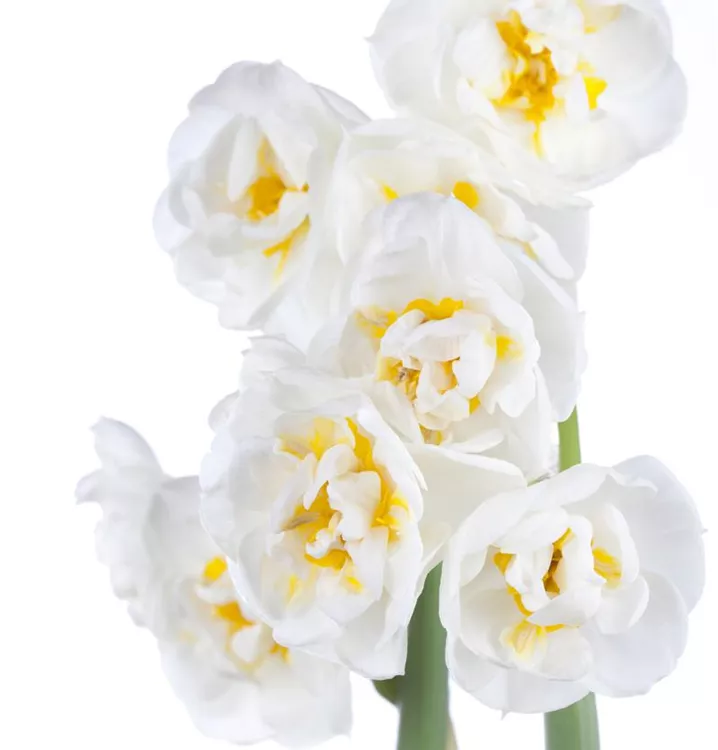 Narzisse 'Bridal Crown'