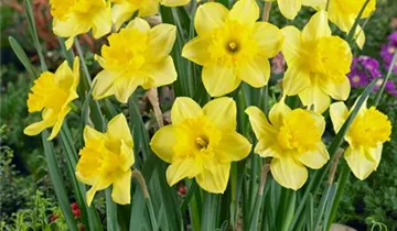 Zum Vergrößern klicken Bildvorschau