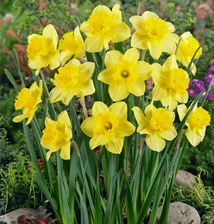 Großkronige Narzisse 'Carlton' Großkronige Narzisse 'Carlton'