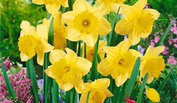 Zum Vergrößern klicken Bildvorschau