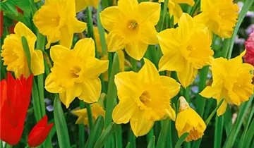 Zum Vergrößern klicken Bildvorschau