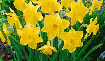 Zum Vergrößern klicken Bildvorschau