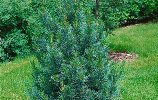 Zirbel-Kiefer 'Compacta Glauca'