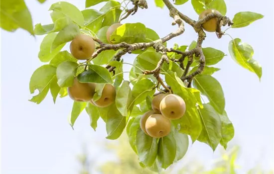 Der Obstgarten – viele Leckereien für große und kleine Naschkatzen