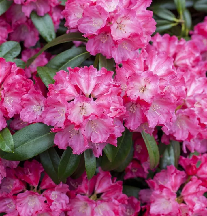 Rhododendron-Hybride 'Germania'®